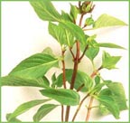 basil